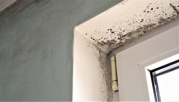 Best Dehumidification Services  in Tillamook, OR