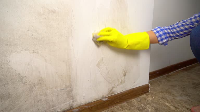 Mold Odor Removal Services in Tillamook, OR