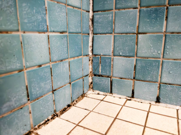 Best Emergency Mold Remediation  in Tillamook, OR