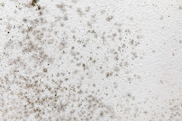 Best HVAC Mold Inspection and Cleaning  in Tillamook, OR