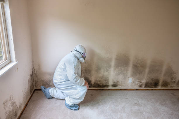 Best Mold Documentation for Insurance Claims  in Tillamook, OR