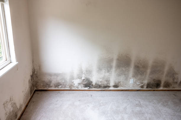 Best Indoor Air Quality Assessment  in Tillamook, OR