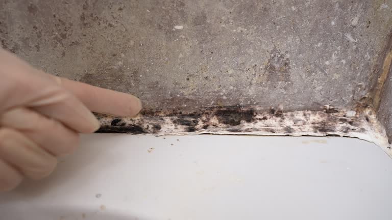 Best Asbestos and Lead Testing During Mold Inspection  in Tillamook, OR