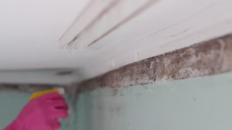 Best Mold-Related Health Consultation  in Tillamook, OR